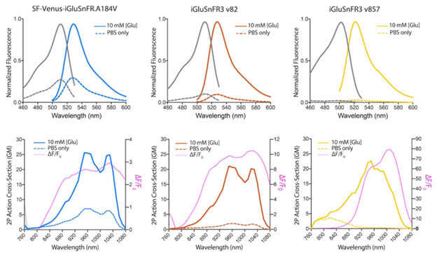 New Neuroscience Tool: The iGluSnFR3 Glutamate Sensor