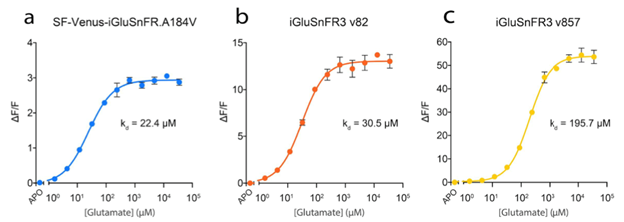New Neuroscience Tool: The iGluSnFR3 Glutamate Sensor