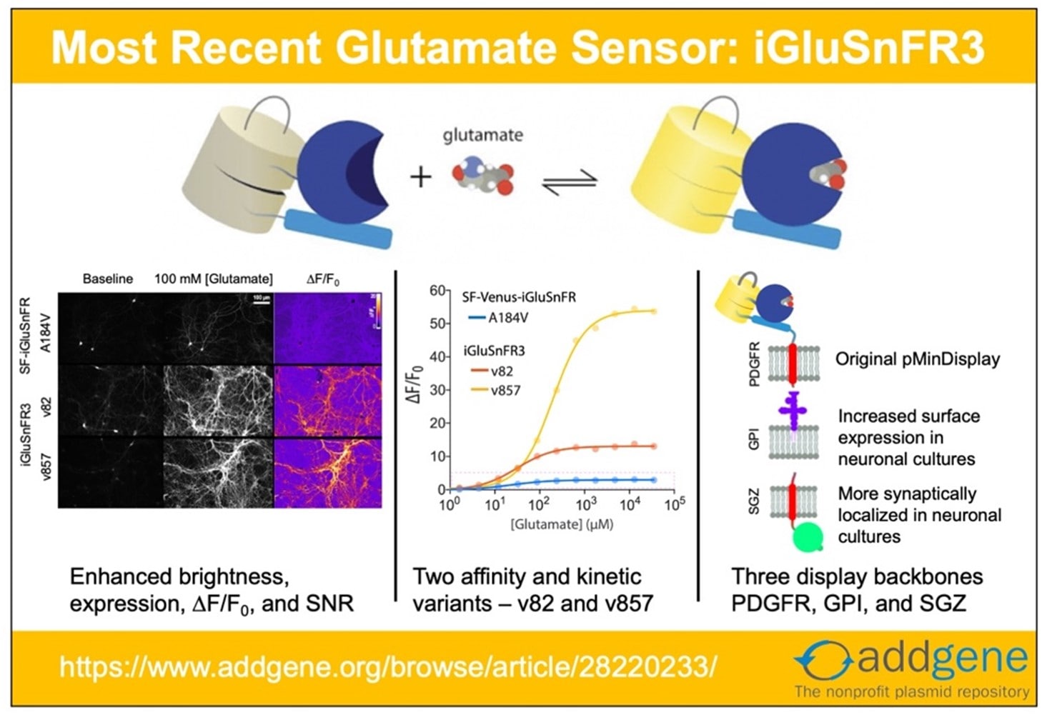 New Neuroscience Tool: The iGluSnFR3 Glutamate Sensor