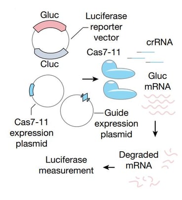 Schematic representation of Cas7-11 editing RNA