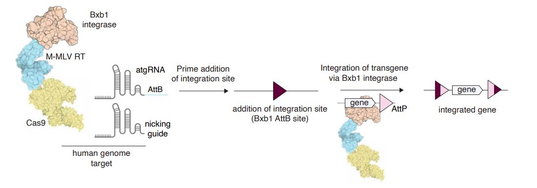 Schematic representation of "drag and drop" editing with PASTE