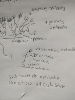 antibody drawing