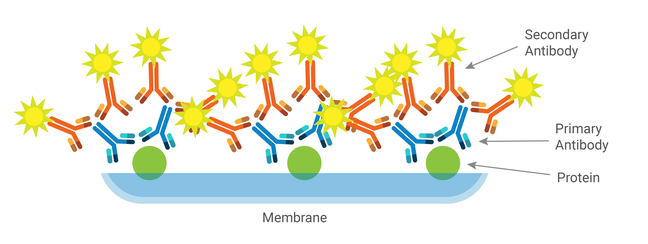 How Addgene Creates Content