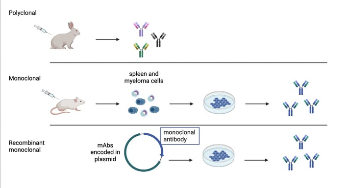 Polyclonal, monoclonal, and recombinant monoclonal antibody production processes