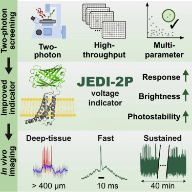 : Summary of the approach and outcomes of the screen for improved genetically-encoded voltage indicators (GEVIs) based on the ASAP sensors. 