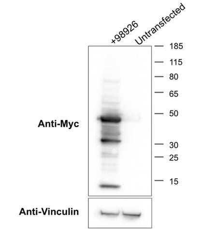 Western blot showing the specificity of anti-c-myc antibody