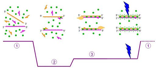 512px-PCR_with_SYBR_green