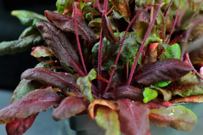 The base of a plant with mature red leaves and some smaller green leaves.