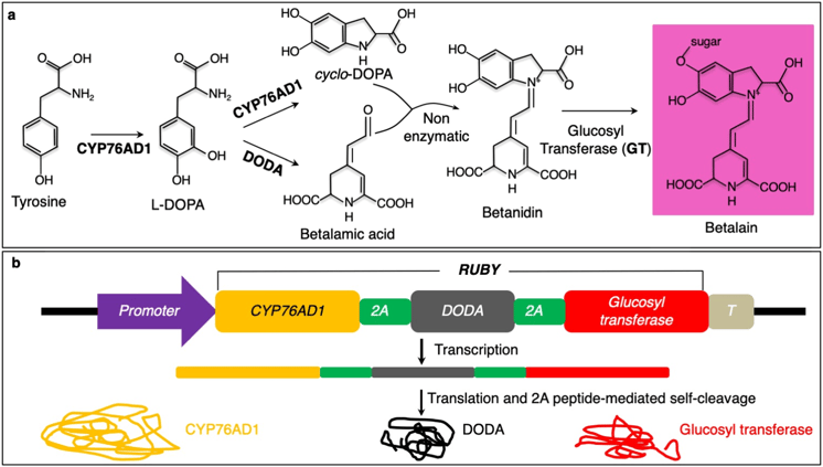 Chemical structure of RUBY with the genetic construct map underneath.