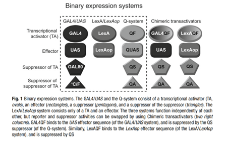 Table showing different binary expression systems and which proteins each one requires for regulation.