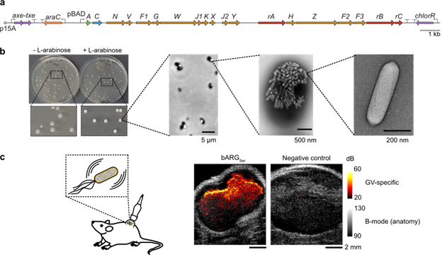 ARG Fig. 1