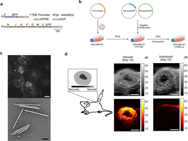 ARG Fig. 2