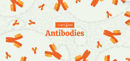 antibodies