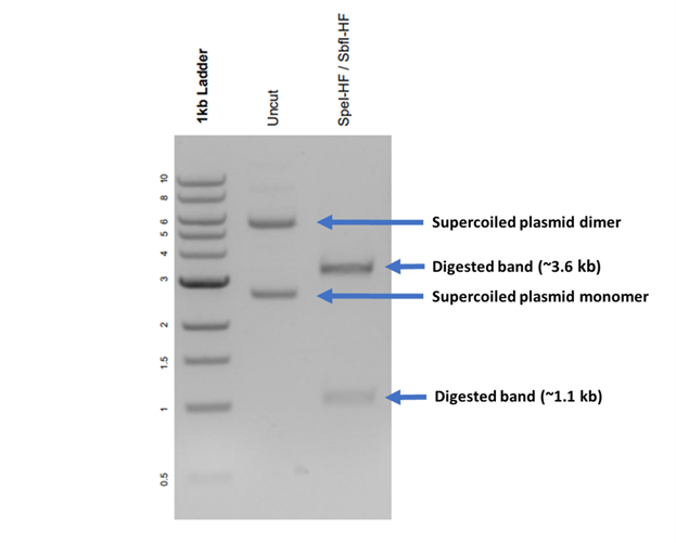 A DNA polymerase gel. Lane 1: 1 kb ladder. Lane 2: Uncut DNA with a band just under 6kb and another just under 3kb. Lane 3: Spel-HF/Sbfl-HF digested DNA with a band at 3.6kb and a band at 1.1kb