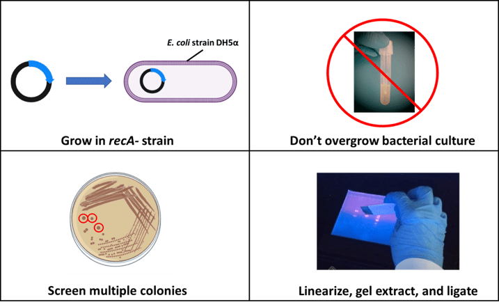 DH5alpha", text underneath says "grow in recA- strain." Image 2: a photo of a culture flask with opaque medium. A red circle with a diagonal line across it is overlaid on the photo. Text underneath: "Don't overgrow bacteria culture." Image 3: an image of a bacterial culture plate streaked out and three colonies circled in red. Text underneath "screen multiple colonies." Image four, a photo of a hand using a scapel to cut out a gel band. Text underneath: "Linearize, gel extract, and ligate."  