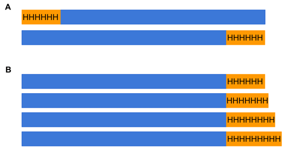 Top (a): Graphic with a short orange rectangle with 6 Hs on it representing 6 Histidines attached on the right side to a long blue rectangle representing a protein. Below it, a long blue rectangle attached on the right side to a short orange rectangle with 6 Hs on it. Bottom (B) A series of long blue rectangles, each attached to a short orange rectangle on the right side. From top to bottom, the orange rectangles have 6, 7, 8, and 9 Hs, respectively.