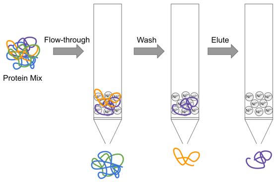 graphic depicting protein purification. Left to right: protein mix of green, orange, purple, and blue with arrow with "Flow-through" above it pointing right to a column with purple and orange bound to Ni2+ in the column and blue and green below it, then arrow with "Wash" over it pointing to a column with purple bound to Ni2+ and orange below the column, then an arrow with "Elute" pointing to a column with nothing bound to Ni2+ and purple below the column. 