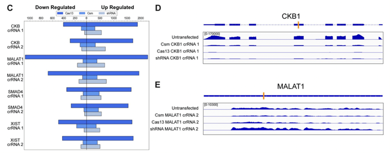 CRISPR Csm-min