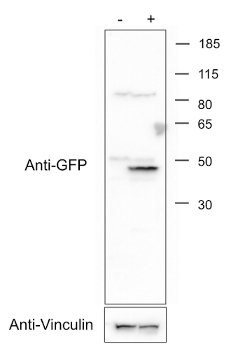 GFP-min