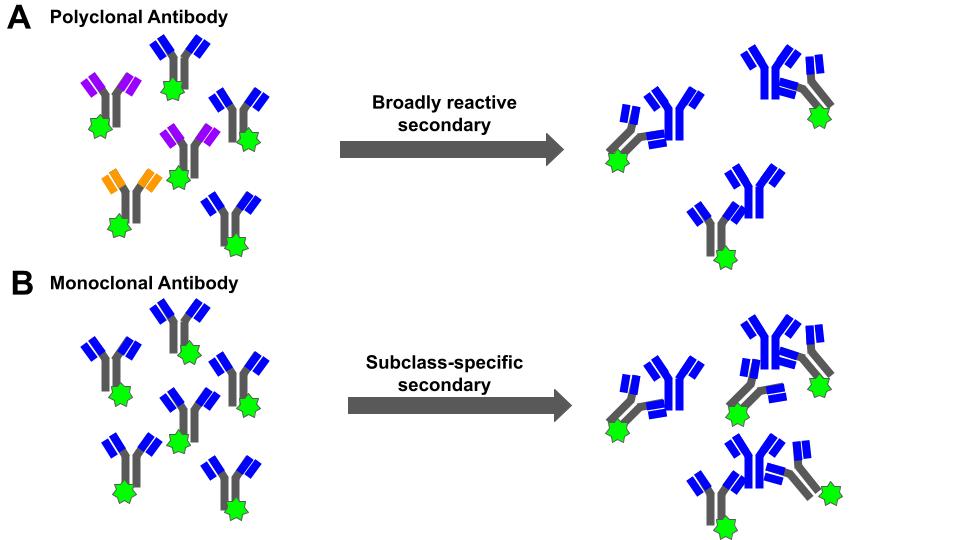 Antibodies 101: Choosing the Right Isotype