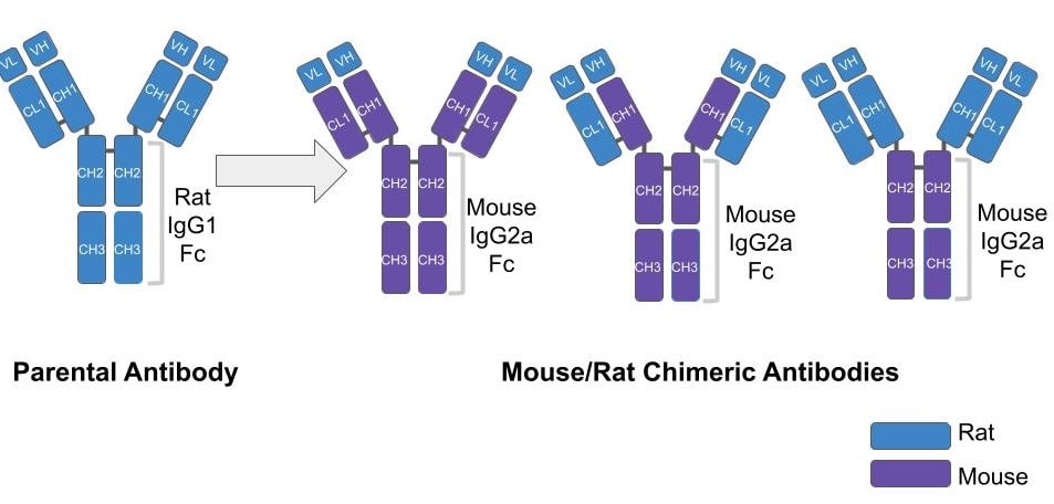 Chimeric Antibody Figure 1 correct-min