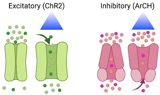 cartoon of light-activated optogenetic excitatory (left) and  inhibitory channels (right)