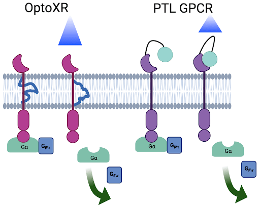 Cartoon with an optoXR protein in a cell membrane (left) and a photoswitchable protein in the same cell membrane (right). Both proteins have an unactivated version (left) next to an activated version with conformation change (right) and downstream receptor activating inside the cell membrane.