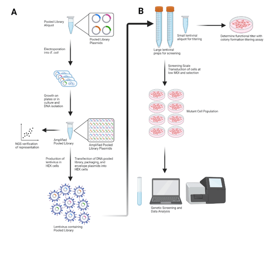 Graphic showing the workflow of using a pooled lentiviral library. Shows the steps from starting with a pooled library aliquot, to production of lentivirus, to application of lentivirus to obtain a mutant cell population for genetic screening and data analysis. NGS verification of amplified pooled library and use of a small lentiviral aliquot for determining functional titer is highlighted.