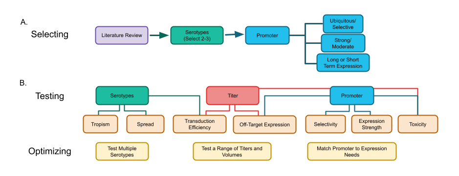 Flow charts show steps for selecting serotype and promoter on top, and steps for testing serotype, titer, and promoter in the middle. On the bottom are three unconnected steps listing how to test serotype, titers, and promoters