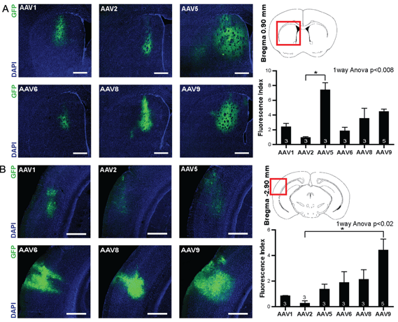 Two examples of expression from multiple AAV serotypes in two distinct brain regions each consisting of six microscopy images and a bar graph measuring fluorescent index for each of the sites.