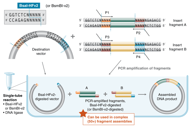 Graphic showing the workflow for high complexity Golden Gate Assembly, starting with destination vector and PCR amplification of fragments, which combined in a single-tube reaction with enzyme and DNA ligase to produce the assembled DNA product.