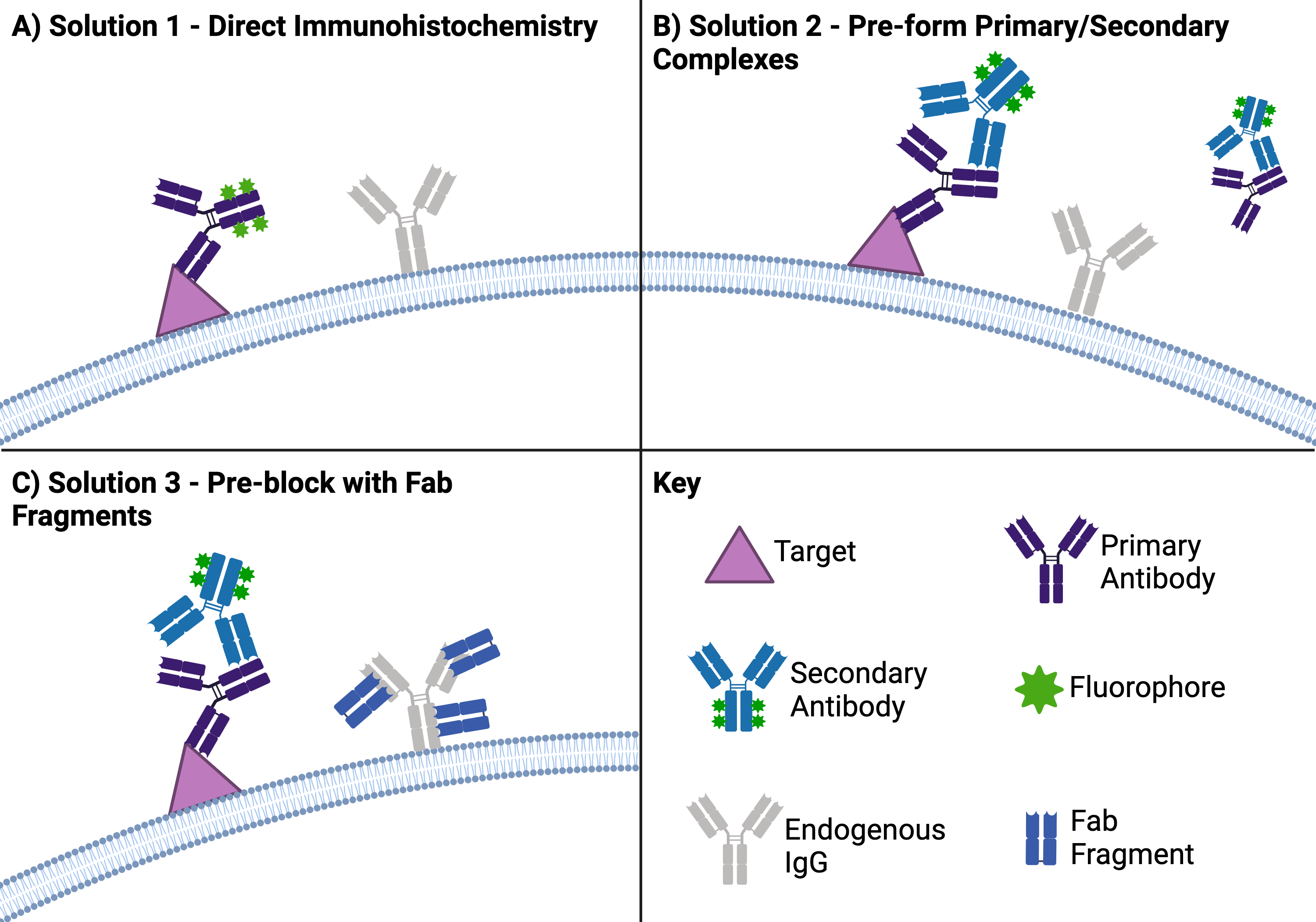 Three part schematic summarizing solutions for species on species IHC.Solution 1 - Direct Immunohistochemistry. A cell membrane with a target protein and an endogenous IgG. A primary antibody directly conjugated with fluorophores is bound to the target protein and nothing is bound to the endogenous IgG. Solution 2 - Pre-formed Primary/Secondary Complexes. The same cell membrane with the target protein bound by a pre-conjugated primary and secondary antibody complex. Unbound primary/secondary complex in the sample is ready to be washed away, while the endogenous IgG is unbound. Solution 3 - Pre-block with Fab Fragments. The same cell membrane with the target protein bound by a primary antibody and secondary antibody conjugated to fluorophores while the endogenous IgG is bound with unconjugated Fab Fragments. 