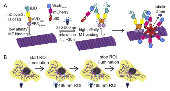 Two illustrations of opto-katanin structure and mechanism. Part A depicts the anchor and katanin protein domains as described in the figure caption, with reaction arrows showing that blue light leads to high affinity microtubule binding, which leads to tubulin disassembly. Part B is a cartoon of a cell with a microtubule network; after illumination of a region of interest the microtubules in that region are broken down; after stopping the illumination, microtubules grow back in that region.