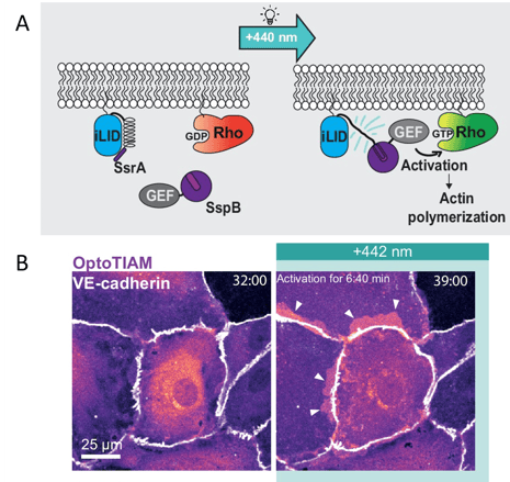 Top panel shows a schematic of Opto-RhoGEF: a membrane-anchored iLID module recruits an SspB-fluorescent tag-GEF module under blue light, leading to activation of a Rho GTPase and downstream actin polymerization. Bottom panel shows two micrographs of cells with their edges highlighted with VE-cadherin signal. The first image has diffuse magenta (OptoTIAM) signal throughout the cell bodies. In the second image (7 minutes later under 442 nm illumination) the cell membranes have protruded and overlap with neighboring cells.