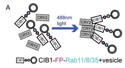 Schematic showing CIB1-fluorescent protein-Rab attached to vesicles and free CRY2 protein. 488 nm light causes CRY2 and CIB1 to bind each other and form a cluster with the Rab protein and vesicles.