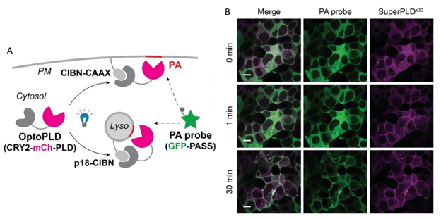 Left panel shows a schematic of OptoPLD activity. CIBN-CAAX can recruit OptoPLD to the plasma membrane or p18-CIBN can recruit OptoPLD to lysosomes; in both cases a GFP-PASS probe can label the PA product. Right panel shows a series of fluorescence micrographs of the PA probe and SuperPLDx30. At 0 minutes of blue illumination, PA probe and SuperPLDx30 are both diffuse in the cells. After 1 minute, SuperPLDx30 is localized to plasma membranes. After 30 minutes, the PA probe also localizes to membranes with SuperPLDx30.