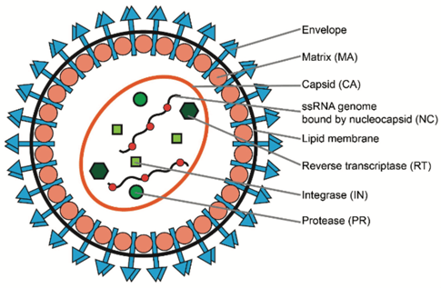 Cartoon of a retrovirus, a circular structure with proteins represented by simple geometric shapes and labeled. Labeled parts include envelop, matrix, capsid, ssRNA genome, lipid membrane, reverse transcriptase, integrase, protease