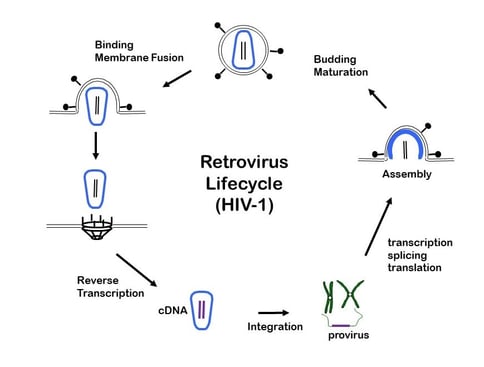 Circular diagram of the six stages of the retroviral life cycle, with the sixth step leading back to the first one.  The steps are (1) binding membrane fusion (2) uncoating reverse transcriptase to cDNA (3) integration and creation of provirus (4) transcription, splicing, and translation (5) assembly (6) assembly, leading to budding and maturation which leads to a mature virion entering into the first step.