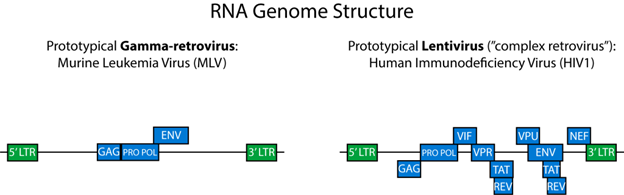 A line and box diagram representing the genome, with relevant genes represented by labelled boxes, of gamma-retrovirus (left) with five gene represented by boxes and HIV (right) with thirteen genes represented by boxes.