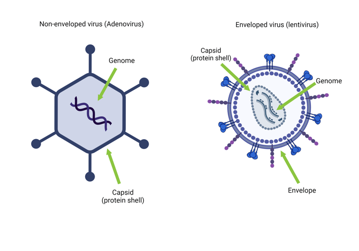A cartoon showing a non-enveloped virus with capsid and genome labeled (left) and an enveloped virus with capsid, genome, and envelop labeled (right.) 