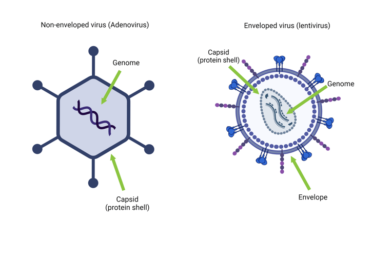 Are viruses dead or alive? (article)