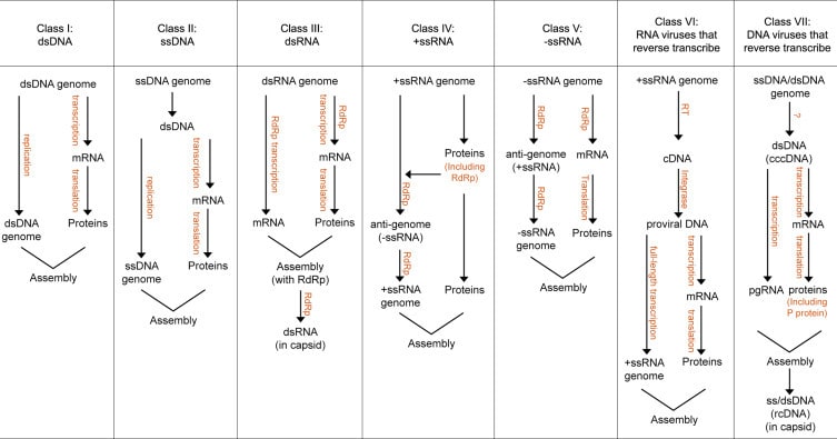 Baltimore replication classes with diagrams showing replications. Class I: dsDNA. Proteins are produced through central dogma; Class II: ssDNA. Proteins are produced through central dogma; Class III: dsRNA. Proteins are produced through central dogma. Genomic RNA is replicated via mRNA; Class IV: positive sense ssRNA. Proteins are directly transcribed from RNA; genome is replicated via transcription of negative sense RNA; Class V; negative sense ssRNA. Proteins are translated from mRNA transcribed from gRNA. Genome is replicated via transcription of positive sense RNA; Class VI: RNA viruses that reverse transcribe. Proteins and genome are replicated through production of cDNA from gDNA; Class VII: DNA viruses that reverse transcribe. Proteins and genome are replicated through production of dsDNA from the genome. 