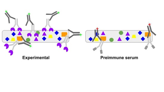 A cartoon showing experimental proteins with primary and secondary antibodies bound next to preimmune serum with only four antibodies bound.