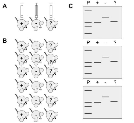 Cartoon graphic showing A) three mice, labelled, respectively, with (+), (-), (?), B) Groups of mice, each labelled as (+), (-), or (?), and c) three western blots, each showing protein bands of the same weight in the (+) and (?) labelled lanes, and a heavier band in the (-) labeled lane.