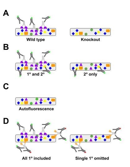 Cartoon showing A) wild type proteins with antibodies bound and knockout proteins with no antibodies bound. B) proteins with primary and secondary antibodies bound; proteins with secondary only antibodies with two bound; C) proteins with no antibodies bound, and D) proteins with antibodies labeled (all primary included) and proteins with only a few of the same antibodies labeled (single primary omitted) 
