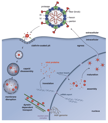 A cartoon of the cycle of an adenoviral particle. Beginning at the clathrin-coated pit, infecting virions are endocytosed and imported into the nucleus through steps of capsid disassembly endosomal membrane disruption, and dynein-dependent transport of the viral payload to nuclear pores via microtubules. It is a circular diagram going through time, with arrows between each of the steps. Many of the later steps are not mentioned here, but they regard manufacture of new virions, which does not happen with most viral vectors.