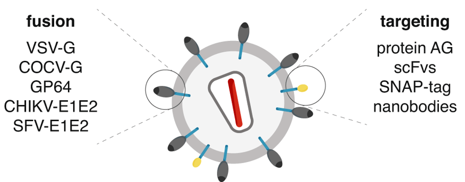 Fig2-DIRECTED-virus-min