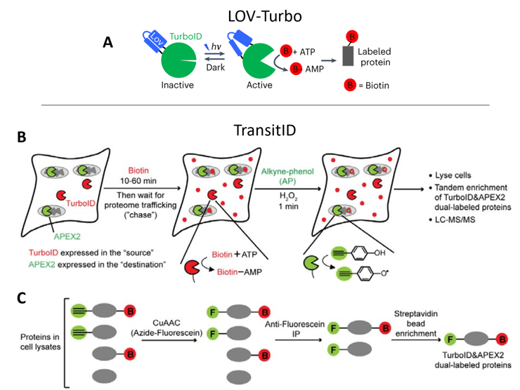Three schematics. Panel A shows TurboID protein with a LOV domain attached, in a closed “Inactive” form. Arrows indicate that blue light makes the protein open and “Active”, catalyzing biotin to be attached to another protein. Panel B shows a cell with “TurboID expressed in the source”, the cytoplasm, and “APEX2 expressed in the destination”, the mitochondria. An arrow indicates labeling with “Biotin (10-60 min). Then wait for proteome trafficking (‘chase’)” and proteins get labeled with biotin by TurboID. Next, another arrow indicates “Alkyne-phenol (AP) and H2O2 for 1 min”, and proteins in the mitochondria get labeled with alkyne. There are now proteins with biotin throughout the cytoplasm and mitochondria, but only those in the mitochondria also have alkyne. A final arrow points to text “Lyse cells; Tandem enrichment of TurboID & APEX2 dual-labeled proteins; LC-MS/MS”. Panel C shows four “Proteins in cell lysate” with alkyne, biotin, both, or neither attached. An arrow with “CuAAC (Azide-fluorescein)” converts the alkynes to “F” (fluorescein), then an arrow with “Anti-fluorescein IP” retains only proteins with F (one with Biotin and one without). Then “Streptavidin bead enrichment” retains only the protein with both F and B, the “TurboID & APEX2 dual-labeled proteins”.