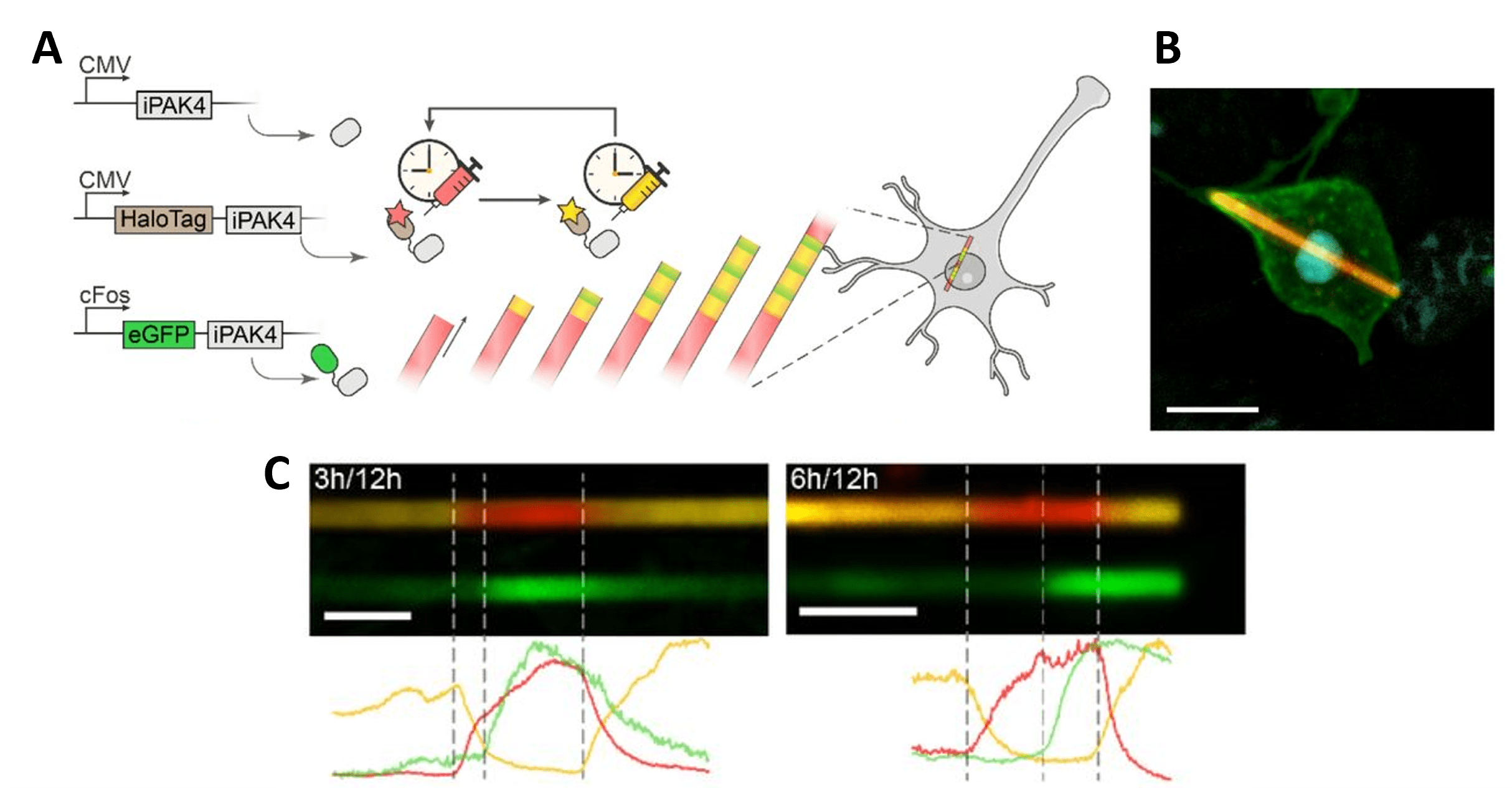  Panel A shows a schematic with three promotor/gene constructs: iPAK4 with CMV promoter, HaloTag-iPAK4 with CM promoter, and eGFP-iPAK4 with cFos promoter. HaloTag-iPAK4 proteins are shown under a cycle of clocks showing red dye injected at one time and yellow dye injected at a later time, and a timelapse illustration shows a red filament growing then a yellow section appears, and green bands appear before the filament end becomes red again. Panel B shows a micrograph of a cell with a red rod spanning the inside of its body. Panel C shows two fluorescence images of ‘ticker tape’ fibers, with the separate color channels to show the yellow-red-yellow transition and a green band appearing in the middle. The three different color intensities are plotted below, with lines marking the 3, 6, and 12 hour transition times between label color and cFos activation.
