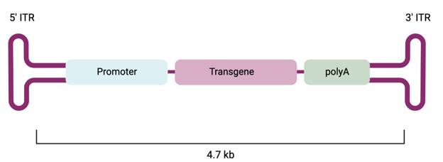 Structure of a recombinant AAV vector, where two ITRs flank the gene cassette.